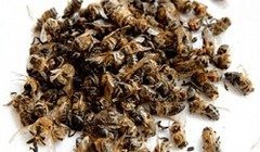 Пчелиный подмор для похудения