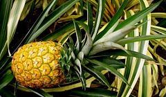 Калорийность ананаса, полезные свойства и противопоказания