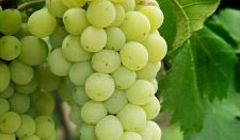 Калорийность винограда, полезные и вредные свойства