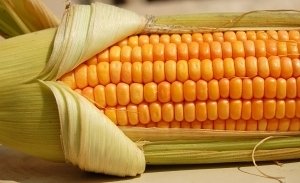  - Калорийность кукурузы, полезные свойства