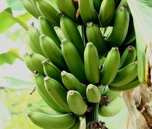 Потенциальный вред банана