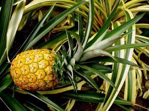 Необычные факты об ананасах
