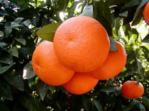 Калорийность апельсина, полезные свойства
