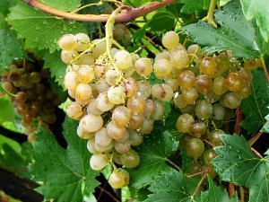 Калорийность продуктов - Калорийность винограда, полезные и вредные свойства