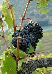 Калорийность винограда, полезные и вредные свойства - Калорийность винограда