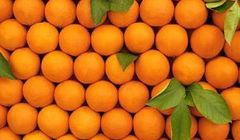 Калорийность апельсина, полезные свойства