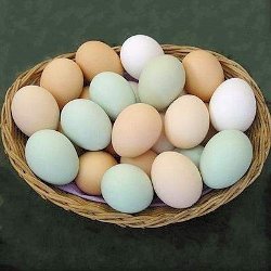 Разгрузочный день на яйцах