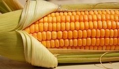 Калорийность кукурузы, полезные свойства