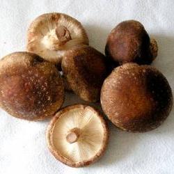 Восстановить и нормализовать деятельность печени помогут определенные сорта грибов