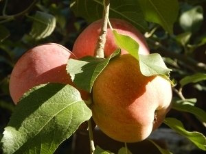 Советы по улучшению вкусовых свойств приготовленных яблок
